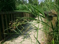 Cyperus longus 20, Rood cypergras, Saxifraga-Dirk Hilbers