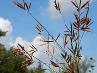 Cyperus longus 21 Rood cypergras, Saxifraga-Ed Stikvoort