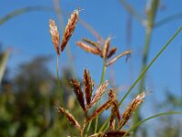 Cyperus longus 22, Rood cypergras, Saxifraga-Ed Stikvoort