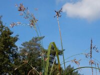 Cyperus longus 23, Rood cypergras, Saxifraga-Ed Stikvoort