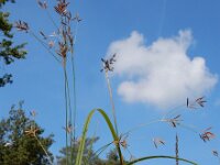 Cyperus longus 24, Rood cypergras, Saxifraga-Ed Stikvoort