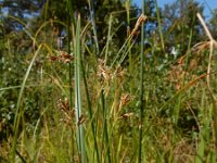 Cyperus longus 26, Rood cypergras, Saxifraga-Ed Stikvoort
