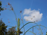 Cyperus longus 27, Rood cypergras, Saxifraga-Ed Stikvoort