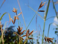 Cyperus longus 28, Rood cypergras, Saxifraga-Ed Stikvoort
