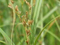 Cyperus longus 3, Rood cypergras, Saxifraga-Jasenka Topic