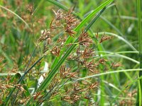 Cyperus longus 4, Rood cypergras, Saxifraga-Jasenka Topic