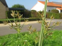 Cyperus longus 5, Rood cypergras, Saxifraga-Rutger Barendse