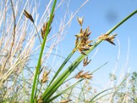 Cyperus longus 7, Rood cypergras, Saxifraga-Rutger Barendse
