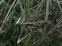 Cyperus longus 9, Rood cypergras, Saxifraga-Peter Meininger