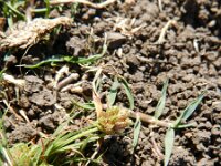 Cyperus pygmaeus 2, Saxifraga-Rutger Barendse