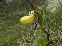 Cypripedium calceolus 10, Vrouwenschoentje, Saxifraga-Jan van der Straaten