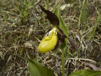 Cypripedium calceolus 11, Vrouwenschoentje, Saxifraga-Jan van der Straaten