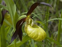 Cypripedium calceolus 12, Vrouwenschoentje, Saxifraga-Jan van der Straaten