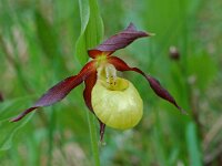Cypripedium calceolus 13, Vrouwenschoentje, Saxifraga-Willem van Kruijsbergen