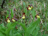 Cypripedium calceolus 14, Vrouwenschoentje, Saxifraga-Willem van Kruijsbergen