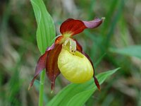 Cypripedium calceolus 15, Vrouwenschoentje, Saxifraga-Willem van Kruijsbergen