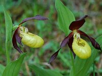 Cypripedium calceolus 16, Vrouwenschoentje, Saxifraga-Willem van Kruijsbergen