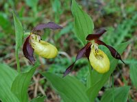 Cypripedium calceolus 17, Vrouwenschoentje, Saxifraga-Willem van Kruijsbergen