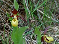 Cypripedium calceolus 18, Vrouwenschoentje, Saxifraga-Willem van Kruijsbergen