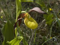 Cypripedium calceolus 19, Vrouwenschoentje, Saxifraga-Jan van der Straaten