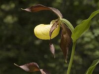 Cypripedium calceolus 2, Vrouwenschoentje, Saxifraga-Jan van der Straaten