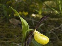 Cypripedium calceolus 20, Vrouwenschoentje, Saxifraga-Jan van der Straaten