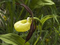 Cypripedium calceolus 21, Vrouwenschoentje, Saxifraga-Jan van der Straaten