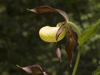 Cypripedium calceolus 22, Vrouwenschoentje, Saxifraga-Jan van der Straaten