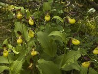Cypripedium calceolus 23, Vrouwenschoentje, Saxifraga-Jan van der Straaten
