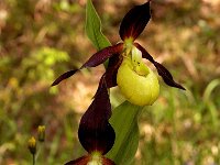 Cypripedium calceolus 24, Vrouwenschoentje, Saxifraga-Willem van Kruijsbergen