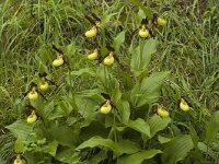 Cypripedium calceolus 25, Vrouwenschoentje, Saxifraga-Jan van der Straaten