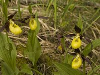 Cypripedium calceolus 26, Vrouwenschoentje, Saxifraga-Marijke Verhagen