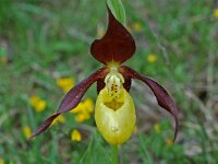 Cypripedium calceolus 27, Vrouwenschoentje, Saxifraga-Willem van Kruijsbergen