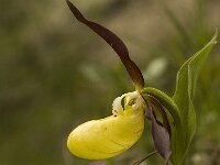 Cypripedium calceolus 28, Vrouwenschoentje, Saxifraga-Marijke Verhagen