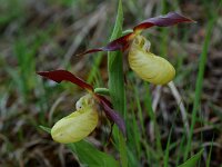 Cypripedium calceolus 29, Vrouwenschoentje, Saxifraga-Willem van Kruijsbergen