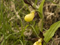 Cypripedium calceolus 3, Vrouwenschoentje, Saxifraga-Marijke Verhagen