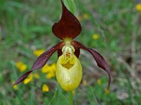 Cypripedium calceolus 31, Vrouwenschoentje, Saxifraga-Willem van Kruijsbergen