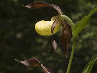 Cypripedium calceolus 32, Vrouwenschoentje, Saxifraga-Jan van der Straaten