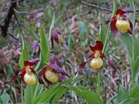 Cypripedium calceolus 33, Vrouwenschoentje, Saxifraga-Willem van Kruijsbergen
