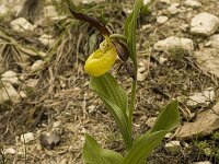 Cypripedium calceolus 34, Vrouwenschoentje, Saxifraga-Marijke Verhagen