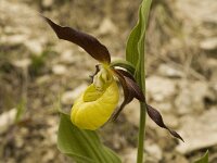 Cypripedium calceolus 35, Vrouwenschoentje, Saxifraga-Marijke Verhagen
