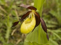 Cypripedium calceolus 36, Vrouwenschoentje, Saxifraga-Marijke Verhagen