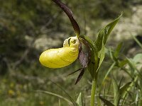 Cypripedium calceolus 37, Vrouwenschoentje, Saxifraga-Jan van der Straaten