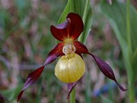 Cypripedium calceolus 38, Vrouwenschoentje, Saxifraga-Willem van Kruijsbergen