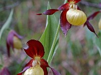 Cypripedium calceolus 39, Vrouwenschoentje, Saxifraga-Willem van Kruijsbergen