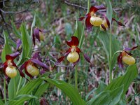 Cypripedium calceolus 4, Vrouwenschoentje, Saxifraga-Willem van Kruijsbergen