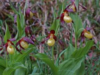 Cypripedium calceolus 40, Vrouwenschoentje, Saxifraga-Willem van Kruijsbergen