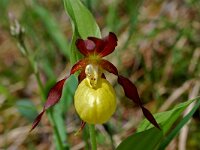 Cypripedium calceolus 41, Vrouwenschoentje, Saxifraga-Willem van Kruijsbergen