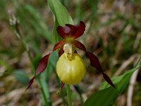 Cypripedium calceolus 42, Vrouwenschoentje, Saxifraga-Willem van Kruijsbergen