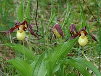 Cypripedium calceolus 43, Vrouwenschoentje, Saxifraga-Willem van Kruijsbergen